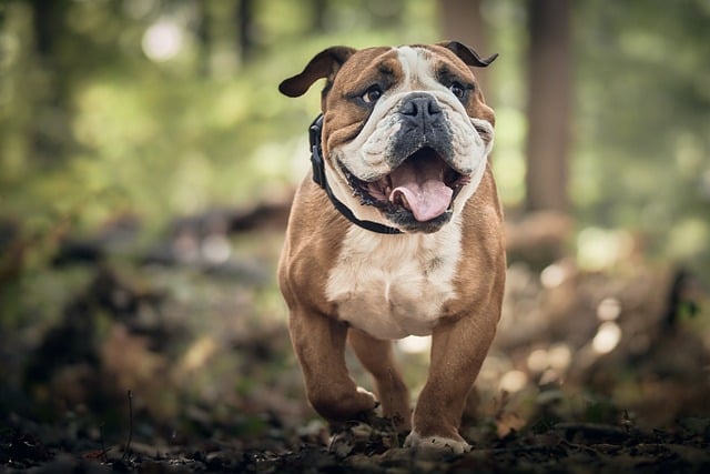 De wonderen van Puurvoordieren Glucosamine: een natuurlijke ondersteuning voor je huisdier